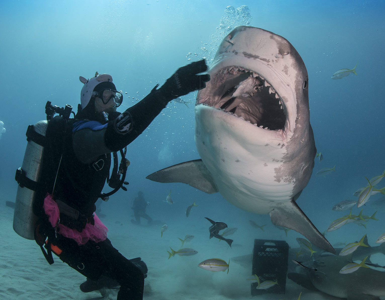 Dive with Tiger Sharks. Best Place to Dive with Sharks.